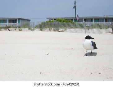 Bird Standing In The Sand At The Cape May, New Jersey Beach