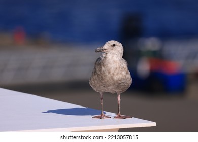 The Bird Stands Alone On The Wall