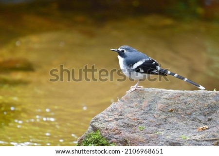 a bird stands on a rock to the right with black and white gray plumage with water as background