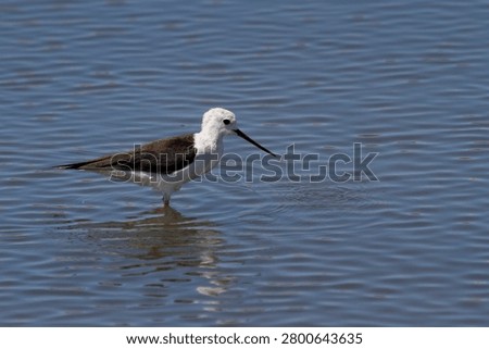 A bird stands in shallow water while searching for food in Castro Marim, Algarve, Portugal.