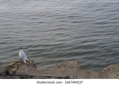 The Bird Stare Vacantly At The Sea