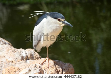 Bird stay on stones on one leg