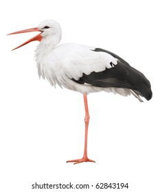 Bird Stork Isolated On White Background