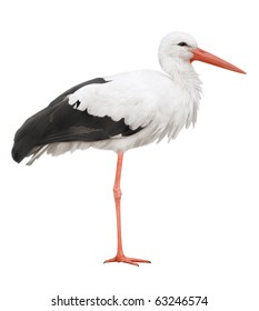 Bird Stork Isolated On White Background