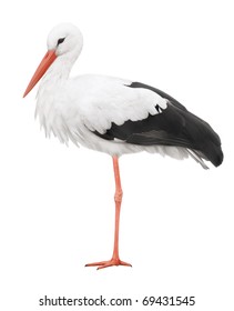 Bird Stork Isolated On White Background