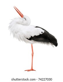 Bird Stork Isolated On White Background