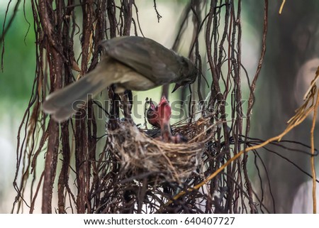 Bird (Streak-eared bulbul, Pycnonotus blanfordi) brown color perched in bird nest with baby bird on a tree in the garden