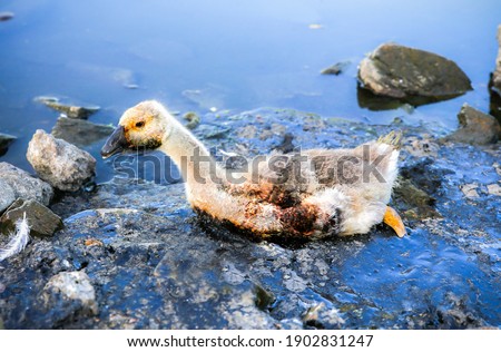 Bird stuck in polluted water with tar. Dying animals in industrial wastes. Dirty rivers and oceans with oil. Small goose in danger. Environmental problem. Harmful human. Ecological disaster.