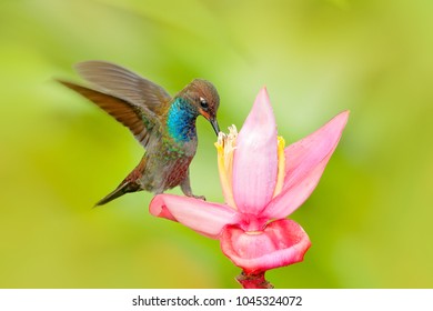 Bird Sucking Nectar Pink Bloom Hummingbird Stock Photo 1045324072 ...