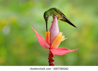 Bird sucking sweet nectar in jungle. Empress Brilliant, Heliodoxa imperatrix, beautiful hummingbird in the nature habitat. Green bird with long tail from Ecuador. Wildlife scene from tropic nature.