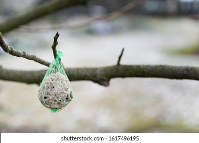 Bird Suet With Seeds In A Net Outside On A Twig.