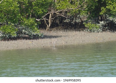 Bird In Sundarban National Park