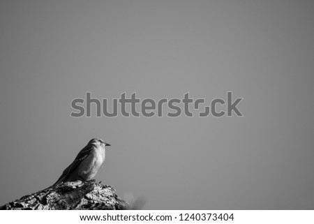 Similar – futterneid Vogel Spatz