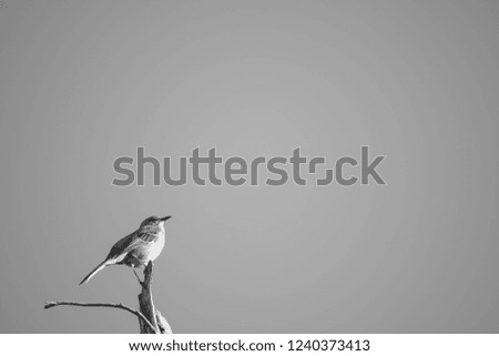 Similar – futterneid Vogel Spatz