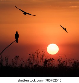 Bird and Sunset.