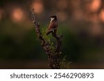 Bird in sunset, Africa. White-browed coucal or lark-heeled cuckoo,Centropus superciliosus, species of bird in family Cuculidae, sitting in branch in wild nature. Big bird coucal in habitat, Okavango.