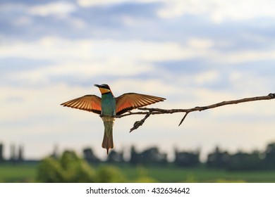 Bird At Sunset With Open Wings