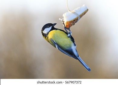 Bird Feeder Winter Images Stock Photos Vectors Shutterstock