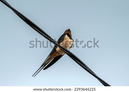 Bird swallow, on the black electricity cable. Blue sky.