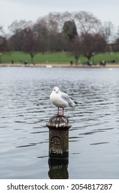 Bird Swan And Goose In The Park At English Garden And Diana Princess Of Wales Memorial Fountain