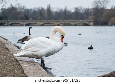 Bird Swan And Goose In The Park At English Garden And Diana Princess Of Wales Memorial Fountain