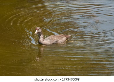 A Bird Swimming In A Pond Near The City Of Tecate In Baja California. Mexico