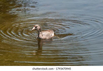 A Bird Swimming In A Pond Near The City Of Tecate In Baja California. Mexico