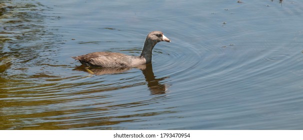 A Bird Swimming In A Pond Near The City Of Tecate In Baja California. Mexico