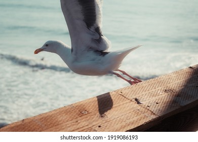 Bird Takeoff At The Pier In Pismo