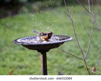 A Bird Taking A Bath