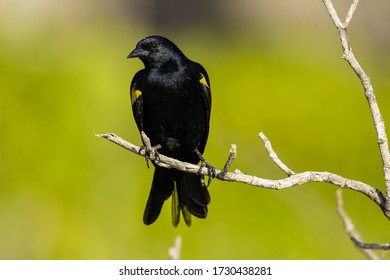 A bird taking a break.