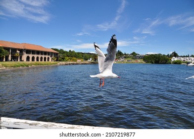 A Bird Taking Flight Over A Lake