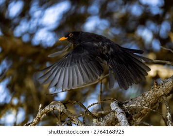 Bird taking flight from perch