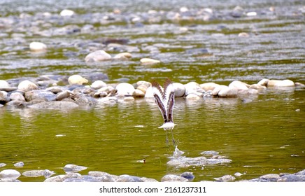 Bird Taking Flight From A River In Southern Alberta