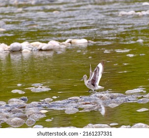 Bird Taking Flight From A River In Southern Alberta