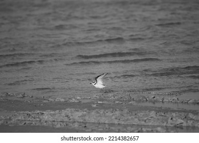 Bird Taking Flight To Search For Food