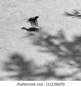 Bird taking off