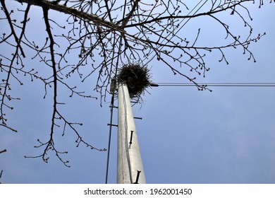 A Bird That Built A Telephone Pole House