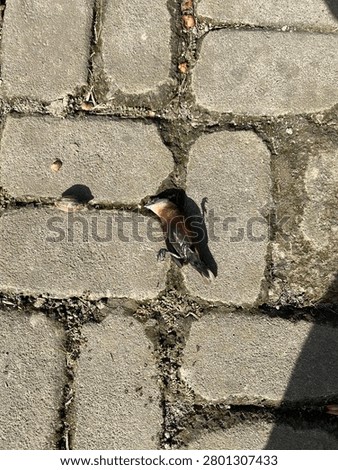 a bird that is down and helpless