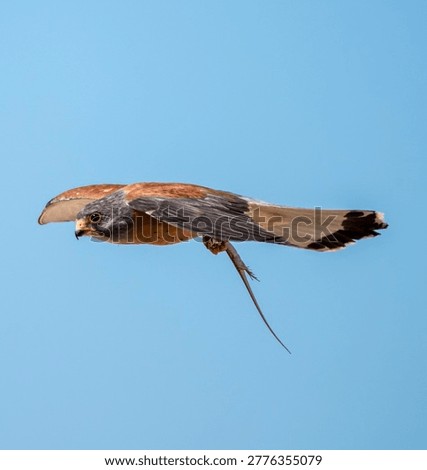 a bird that has caught its prey