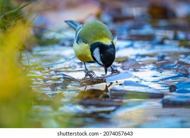 The bird tit sits on the split ice of a frozen puddle in search of water to drink
