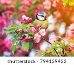 bird titmouse sitting in the garden among the flowering branches of pink cherry blossom in spring