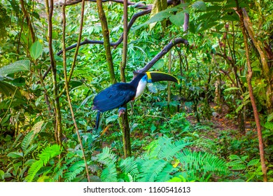 Bird Toucan Living In The Jungles Of The Amazon. Ecuador. The Toucan Sits On A Branch. Birds Of Ecuador. Toucan. Forest Of The Amazon.