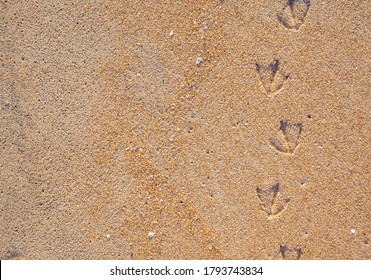 Bird tracks or footprints on the wet yellow sand. natural background, copy space  - Powered by Shutterstock