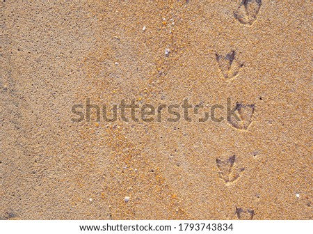 Bird tracks or footprints on the wet yellow sand. natural background, copy space 