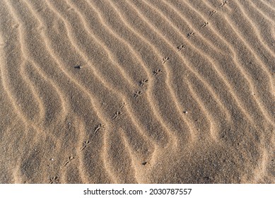 Bird Tracks On The Sand. Golden Sand