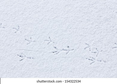 Bird Tracks On Snow