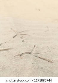 Bird Tracks In Sand At The Beach