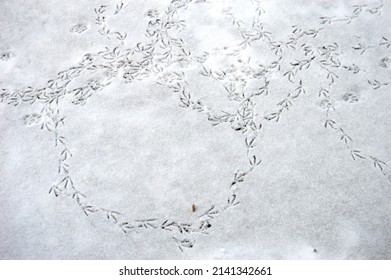 Bird Tracks In The Snow