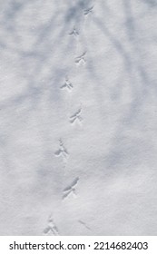 Bird Tracks In The Snow